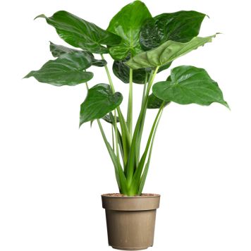Elefantøre Alocasia Cucullata Ø24 cm potte