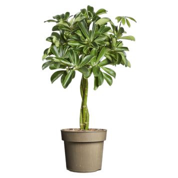 Schefflera Nora Ø17 cm potte