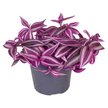Tradescantia ‘Pink Paradise’ Ø12 cm potte