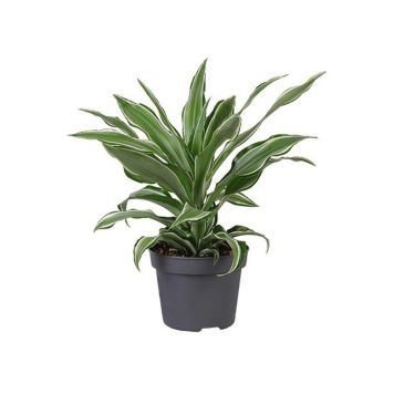 Dracaena Dragontree Ø12 cm potte - flere varianter