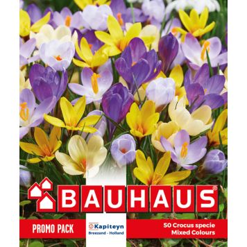 Kapiteyn blomsterløg krokus Promo Specie Mix 50 stk. 