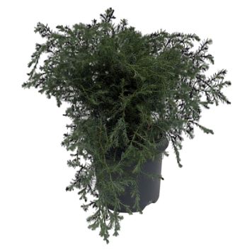 Chamaecyparis pisifera 'Squarrosa' 19 cm potte