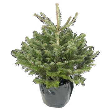 Abies Nordmanniana nordmannsgran 5 L