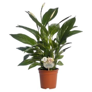 Fredslilje Spathiphyllum Ø17 cm potte