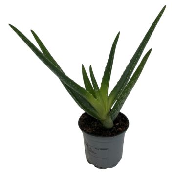 Aloe vera Ø15 cm potte