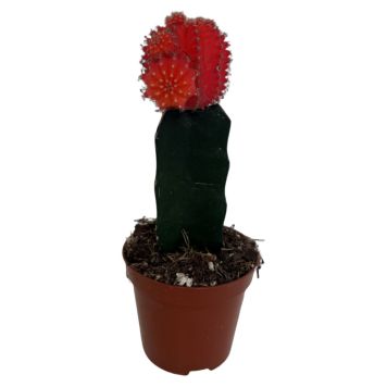 Kaktus Gymnocalycium Ø8,5 cm potte - flere varianter