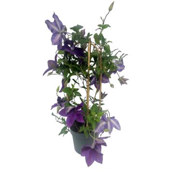 Clematis espalier Ø19 cm potte - flere farver