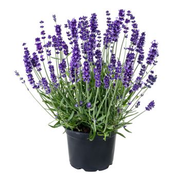Lavendel Lavandula Angustifolia Ø23 cm potte