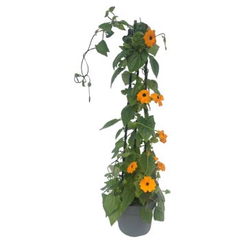 Thunbergia på stativ Ø17 cm potte - flere farver