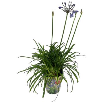 Skærmlilje Agapanthus Ø17 cm potte