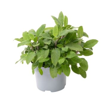 Salvie Salvia officinalis friland Ø17 cm potte