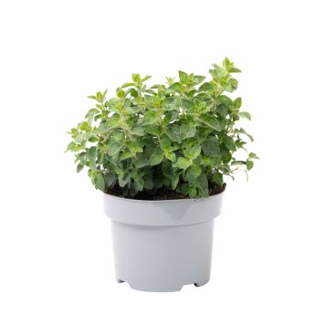 Oregano friland Ø17 cm potte
