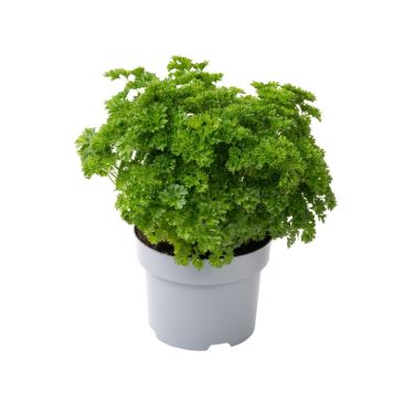 Persille friland Ø17 cm potte
