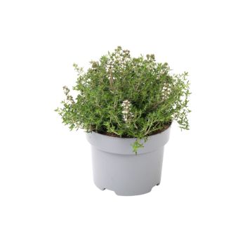 Timian friland Ø17 cm potte