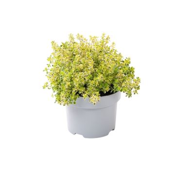 Citrontimian friland Ø17 cm potte