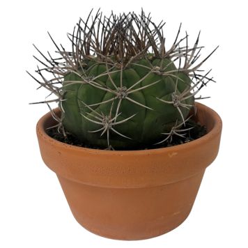 Kuglekaktus Echinocactus grusonii Ø17 cm potte