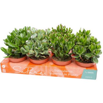 Sukkulent Crassula Ø12 cm - flere varianter