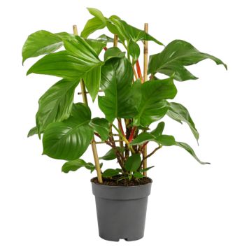 Philodendron squamiferum Ø17 cm potte