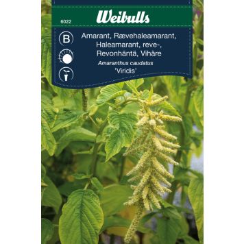 Weibulls blomsterfrø Amarant 'Viridis'