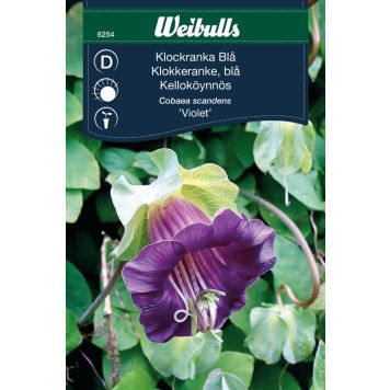 Weibulls blomsterfrø klokkeranke blå 'Violet'