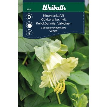 Weibulls blomsterfrø klokkeranke hvid 'White'