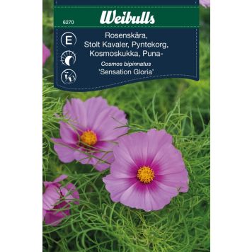 Weibulls blomsterfrø stolt kavaler 'Sensation Gloria'