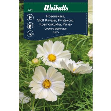 Weibulls blomsterfrø stolt kavaler 'Kiiro'