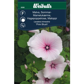 Weibulls blomsterfrø mamelukærme 'Pink Blush'