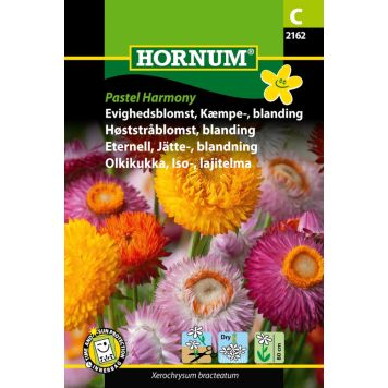 Hornum blomsterfrø evighedsblomst kæmpe 'Xerochrysum bracteatum'
