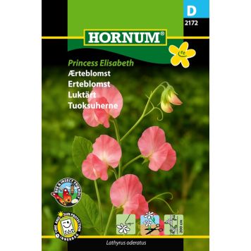 Hornum blomsterfrø ærteblomst 'Princess Elisabeth'