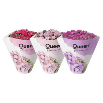 Kalanchoe Ø10,5 cm potte - flere farver