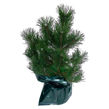 Pinus fyrreplante 5 L