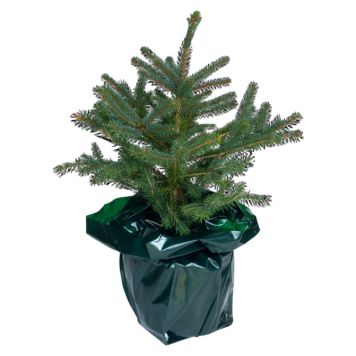 Blågran i potte P21 Picea pungens 5 l