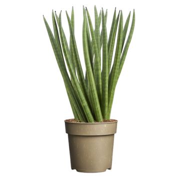 Sukkulent Sansevieria Spaghetti Ø11 cm potte