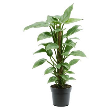 Philodendron med mosstok Ø17 cm potte