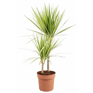 Dracaena Sunray Ø21 cm potte