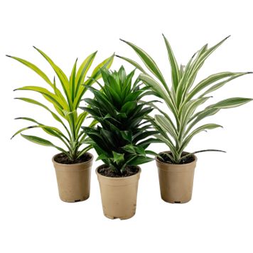 Dracaena deremensis Ø17 cm potte - flere varianter