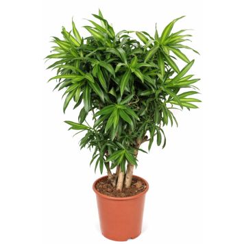 Dracaena ‘Song of Jamaica’ Ø27 cm potte 