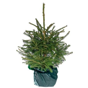 Picea Abies granplante 5 L