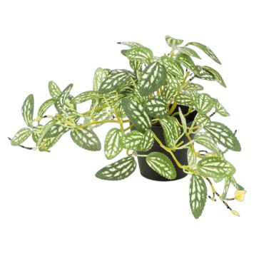Emerald kunstig plante Pilea grøn/hvid 19 cm