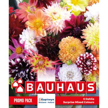 Kapiteyn blomsterløg Dahlia Suprise Mix 6 stk.
