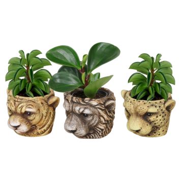 Peperomia i krukke Ø6 cm - flere varianter