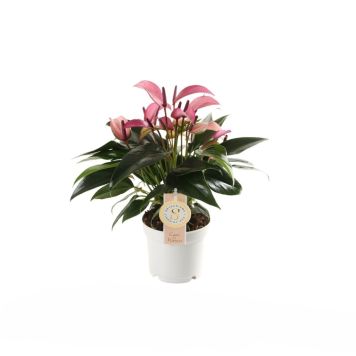 Tropisk stueplante Anthurium Zizou Ø12 cm potte