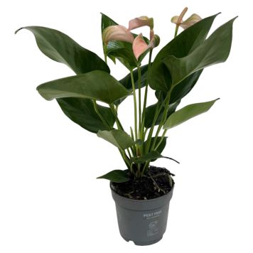 Flamingoblomst Anthurium baby pink Ø12 cm ptte