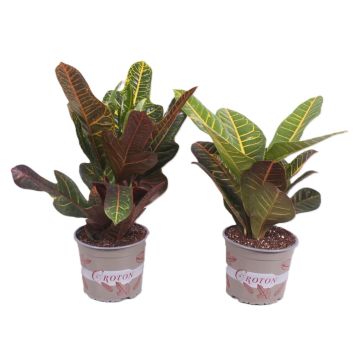 Stueplante Kroton Codiaeum Ø17 cm potte