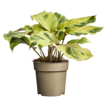 Calathea Yellow Ø11 cm potte