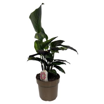 Fiskebensplante Calathea Ø17 cm potte - flere varianter