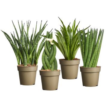 Sansevieria Ø9 cm potte - flere varianter
