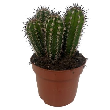 Kaktus Ø12 cm potte - flere varianter