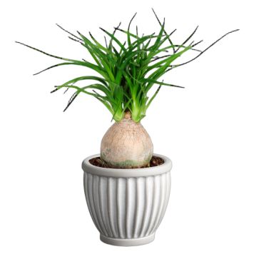Beaucarnea i keramikpotte Ø7 cm
